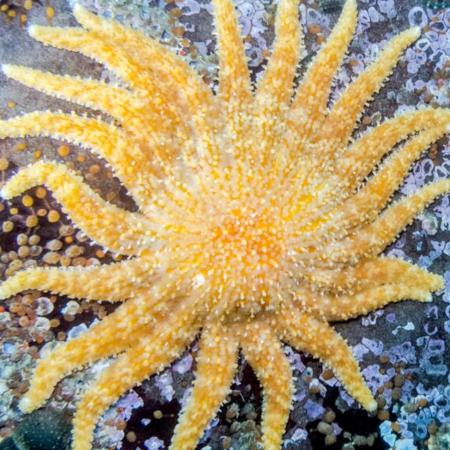 Photo of sunflower sea star