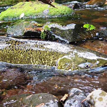A glossy Chinook salmon swims against the current in a shallow stream.