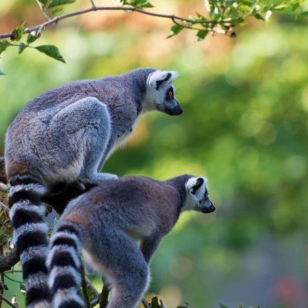 Two lemurs sit closely together on a tree branch, surveying their environment