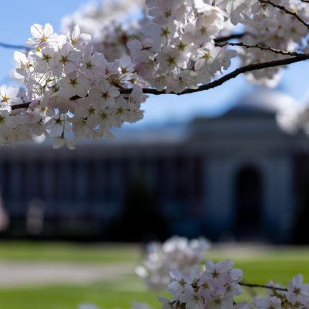 Image of Oregon State University Corvallis campus in spring.