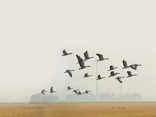 A flock of birds flying in the foreground with windmills in the background