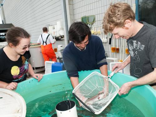 students working with salmon outside of lab