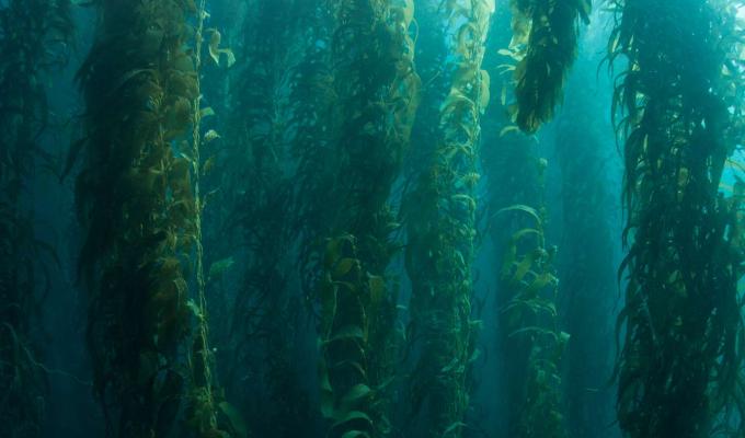 Long branches of seaweed in ocean