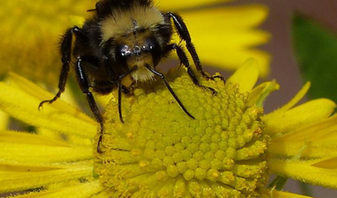 Bee pollinating on yellow daisy