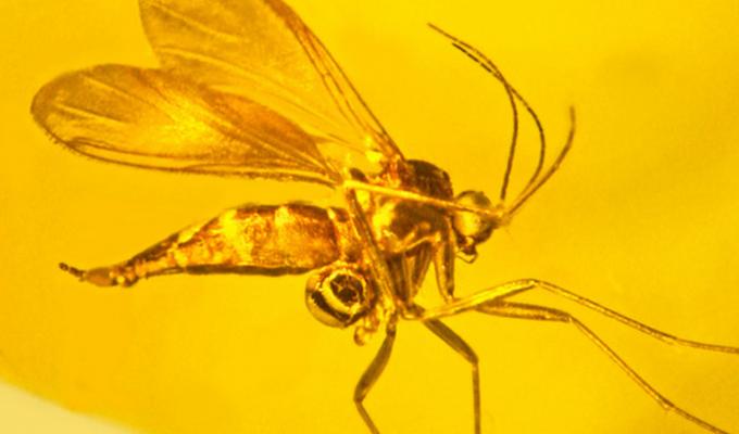 Mosquito fossil in yellow amber