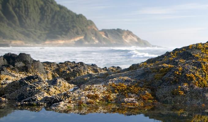 tide pool on Oregon Coast