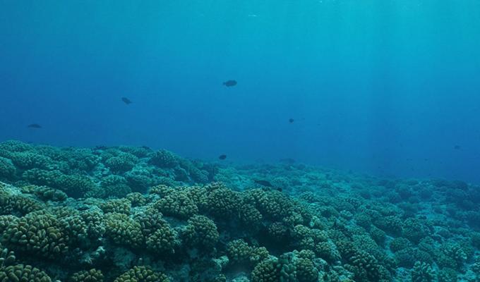 vast amount of coral in ocean