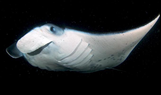 Manta ray swimming in dark ocean
