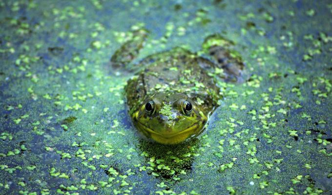 frog sitting in creek