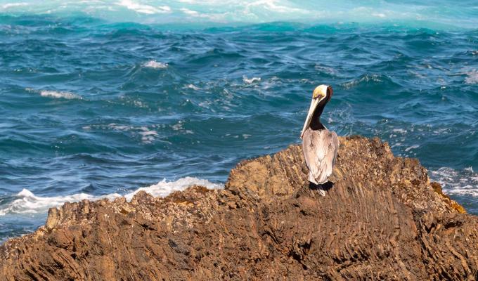 Pelican sitting on rock in front of ocean