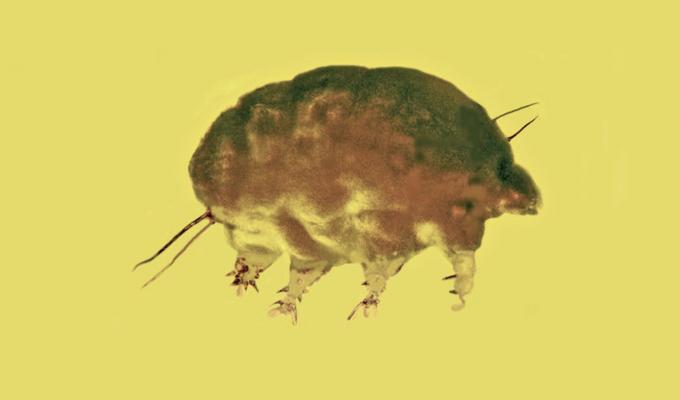 Mold Pig insect fossilized in yellow amber