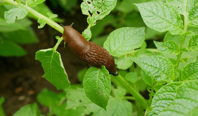 Invasive slug