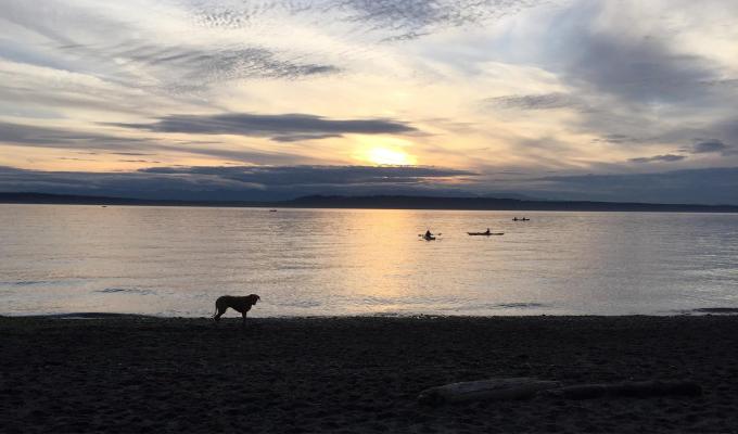 Dog standing at shoreline in Puget Sound at Edmond's Wash.