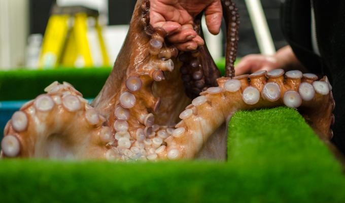 An octopus clings to an aquarist's hands with its suckers