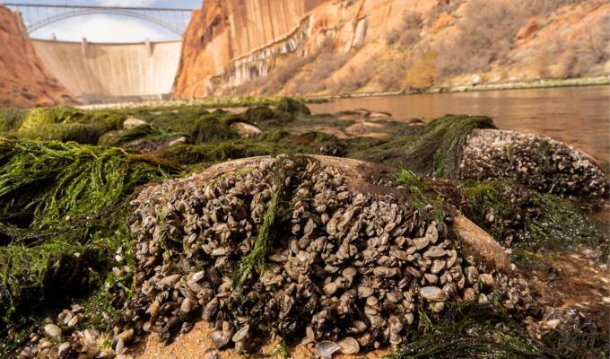 Quagga mussels on rock on bank of Colorado River.