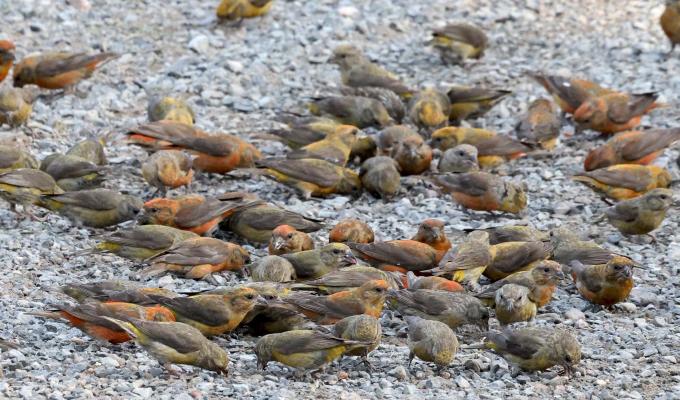 A group of songbirds on the ground
