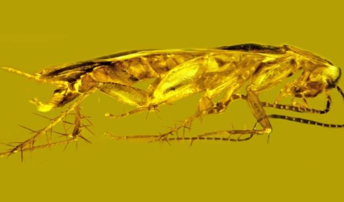 Side view of a cockroach specimen suspended in Dominican amber.