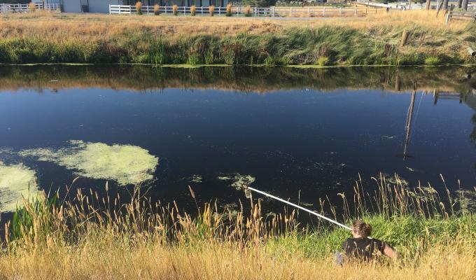 A researcher extends a tool over a small body of water to sample algae.