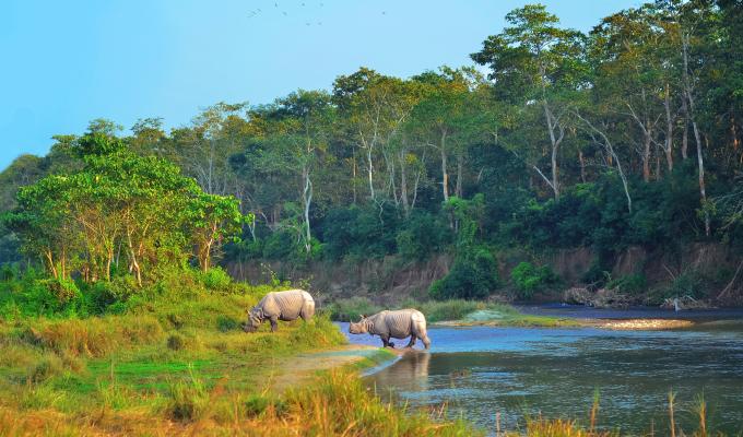 Two rhinoceroses striding out of a river. 
