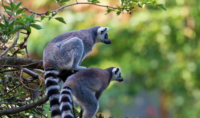 Two lemurs sit closely together on a tree branch, surveying their environment