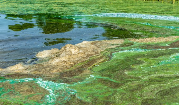 An algal bloom on a river. Green and blue lines on the water.