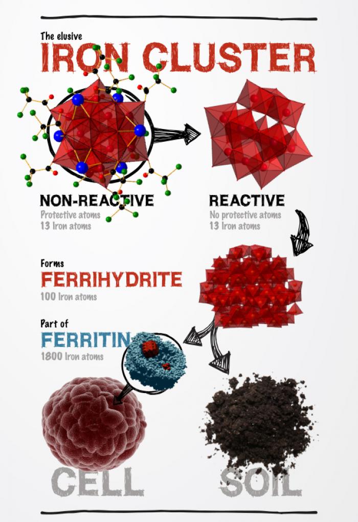 Chemists capture elusive iron compound College of Science Oregon