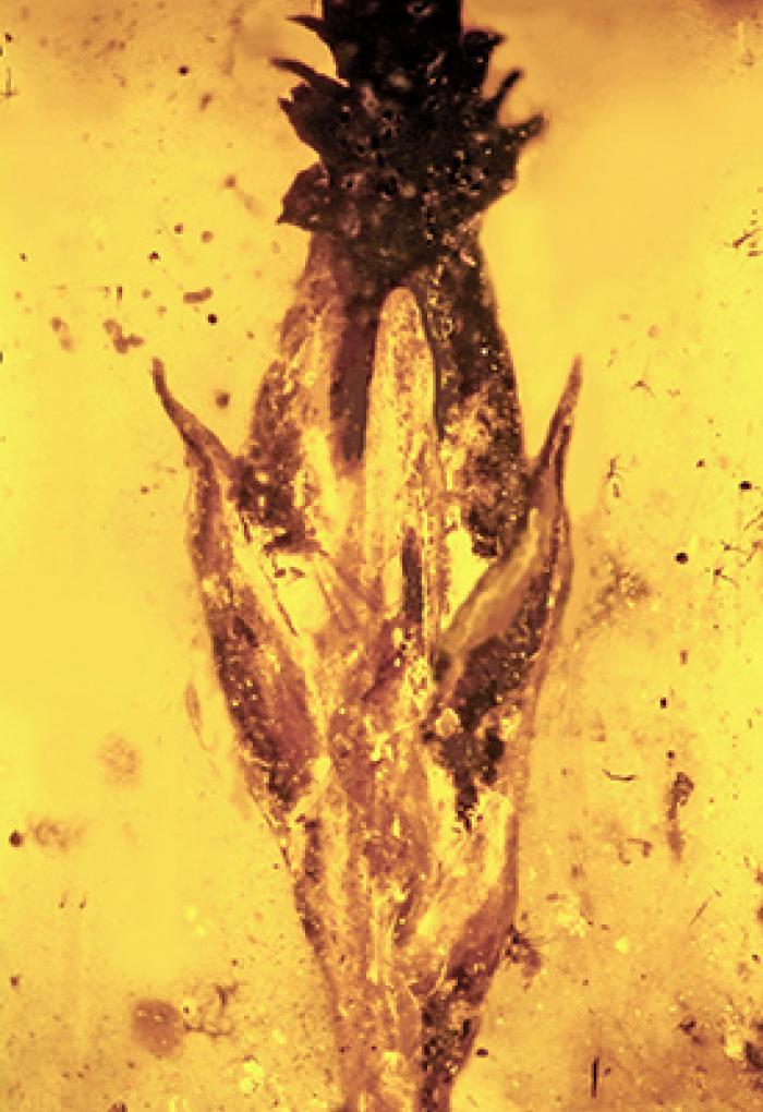Microscopic image of spikelet fossil
