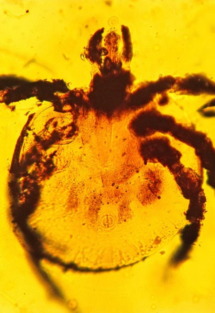 microscpic picture of tick fossil