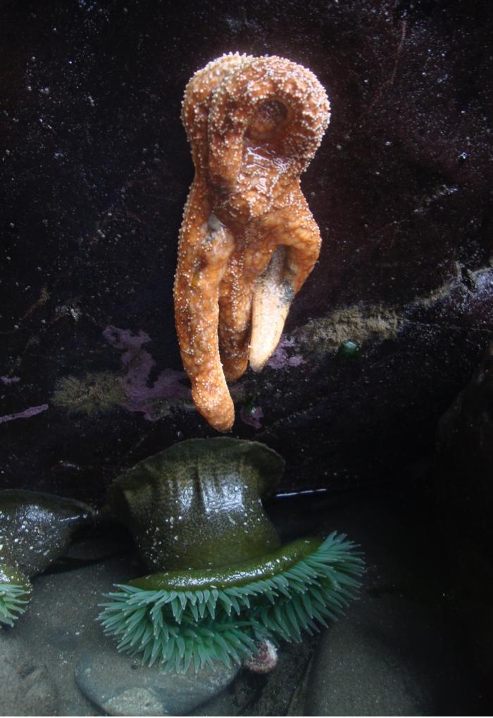 An irregularly shaped orange sea star suffers from chronic wasting disease.