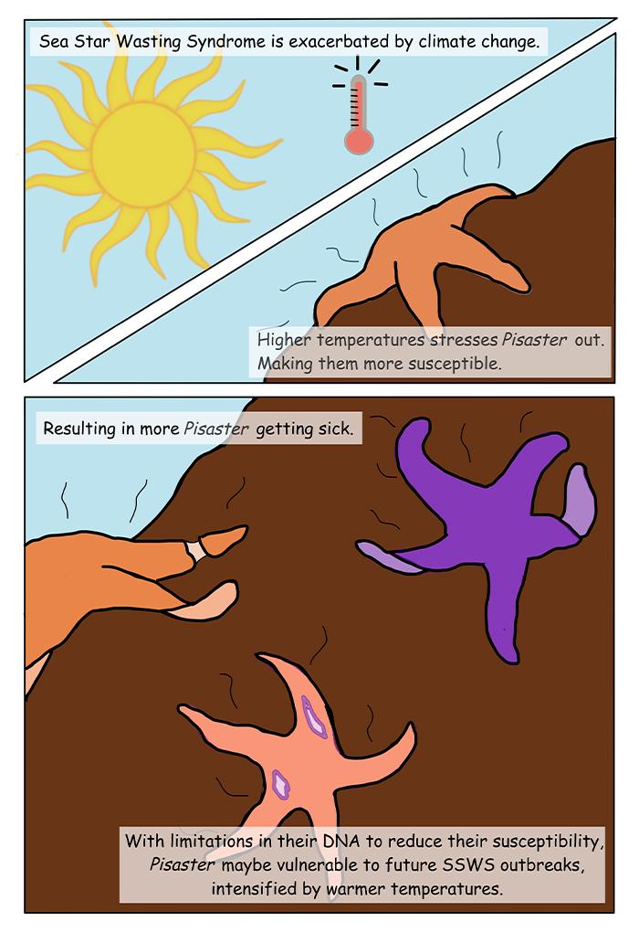 cartoon depicting effects of sea star wasting disease