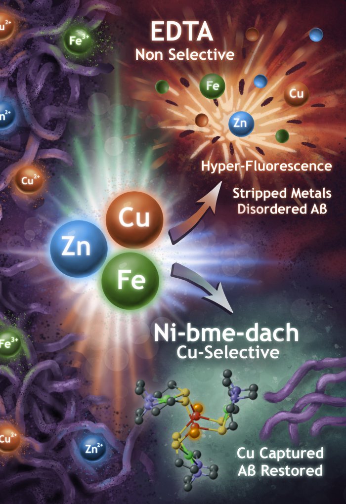 An illustration showing Zinc, Copper and Iron surrounded by dense formations and arrows pointing to EDTA and Ni-bme-dach