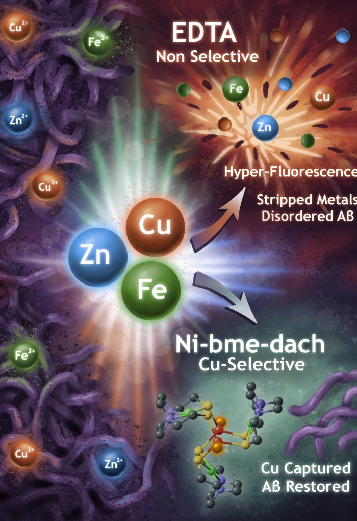 An illustration showing Zinc, Copper and Iron surrounded by dense formations and arrows pointing to EDTA and Ni-bme-dach