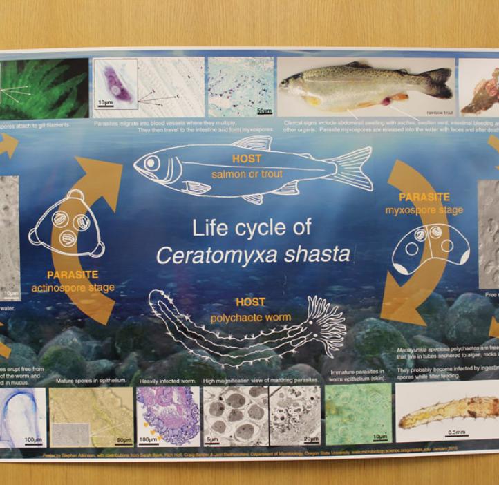 life cycle of ceratomyxa Shasta poster