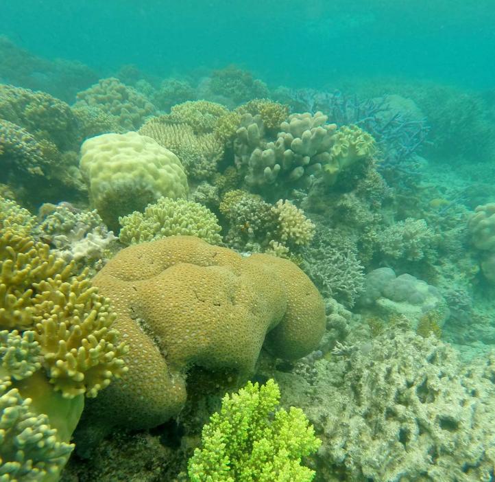 Corals along seafloor in Lizard Island.