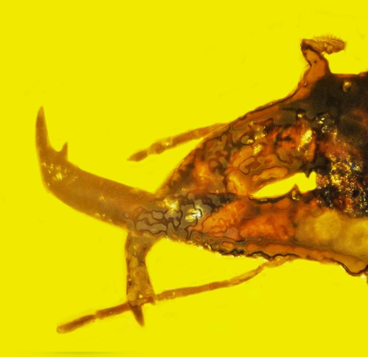 Closeup of the Weevil's mandibles in yellow amber.