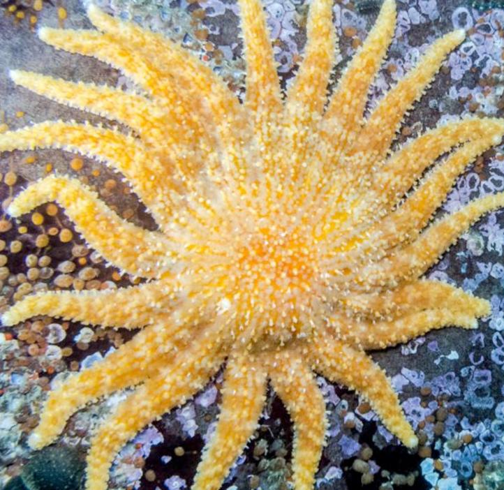 Photo of sunflower sea star