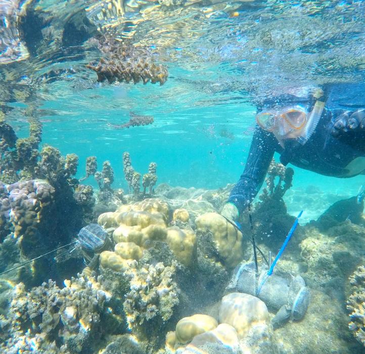 A diver looks under clear blue water at corals.