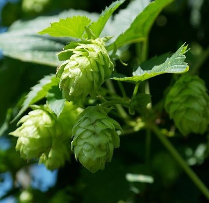 Light hits the bright leaves of a hops plant.