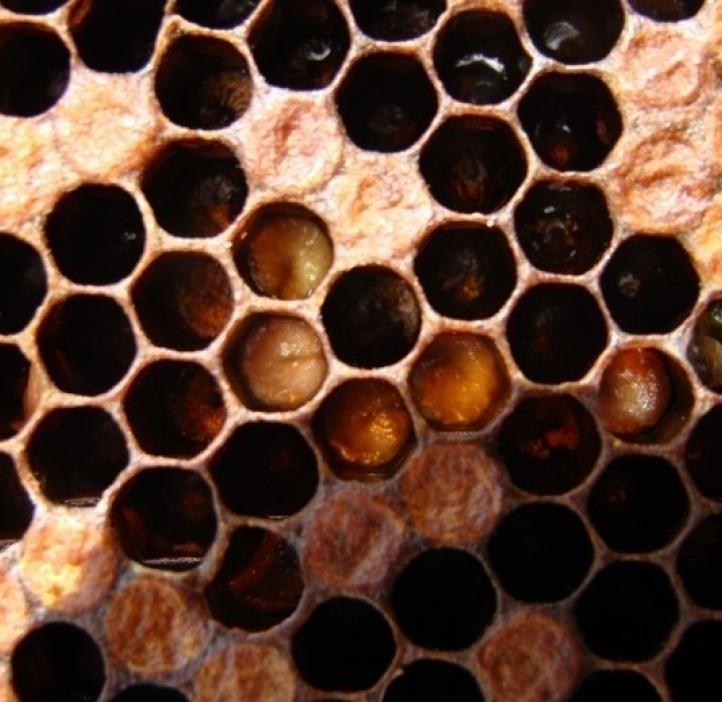 A close-up of the hexagonal pattern of a honeycomb with small larvae inside. 