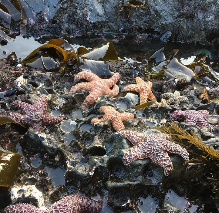 Young adult ochre sea stars