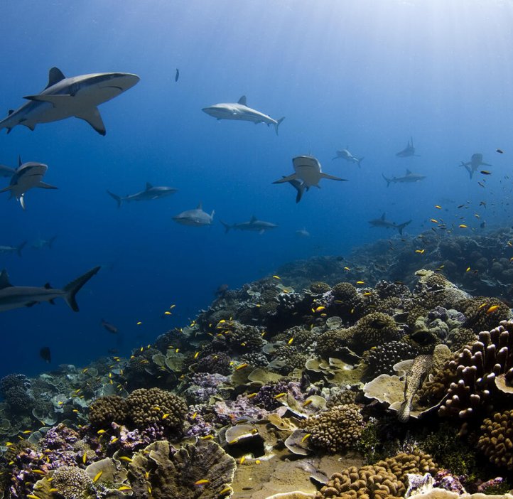 Ocean underwater image with sharks and coral reef.